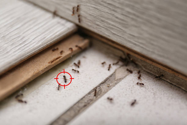 Best Pest Removal Services  in Lemoore Station, CA