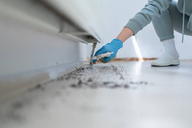 Best Local Pest Control Services  in Lemoore Station, CA