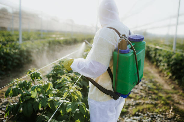 Wasp Removal Services in Lemoore Station, CA